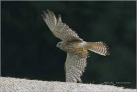 <p>POŠTOLKA OBECNÁ (Falco tinnunculus) /Common kestrel - Turmfalke/</p>